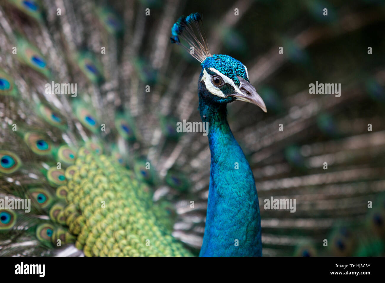 Männlichen indischen Pfauen - Pavo Cristatus - Pfau Anzeige Tail fan Stockfoto