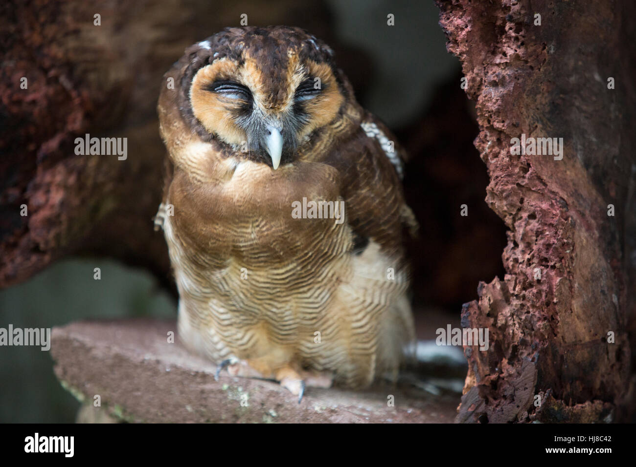 Braune Holz Eule - Strix Leptogrammica - Erwachsene Stockfoto