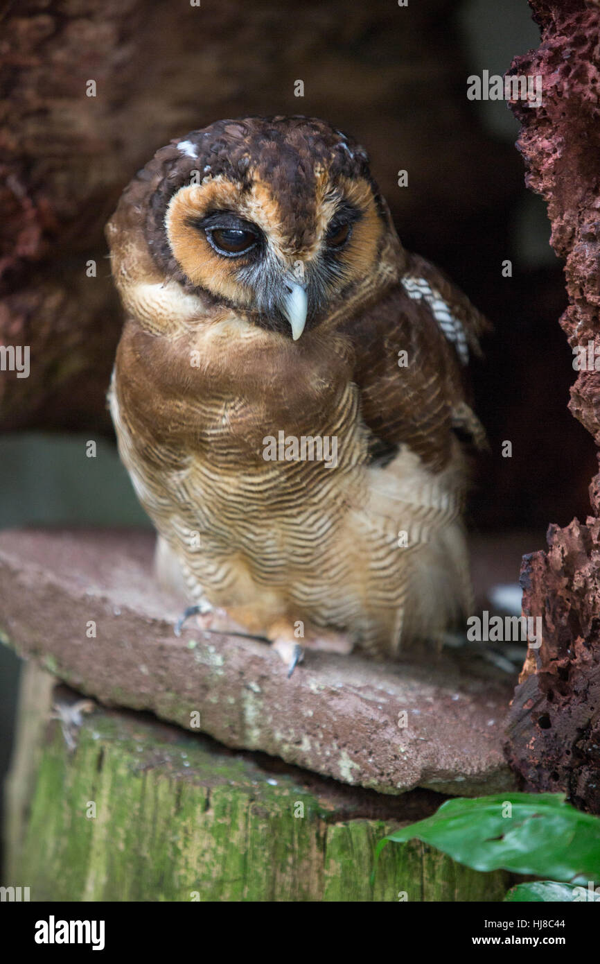 Braune Holz Eule - Strix Leptogrammica - Erwachsene Stockfoto