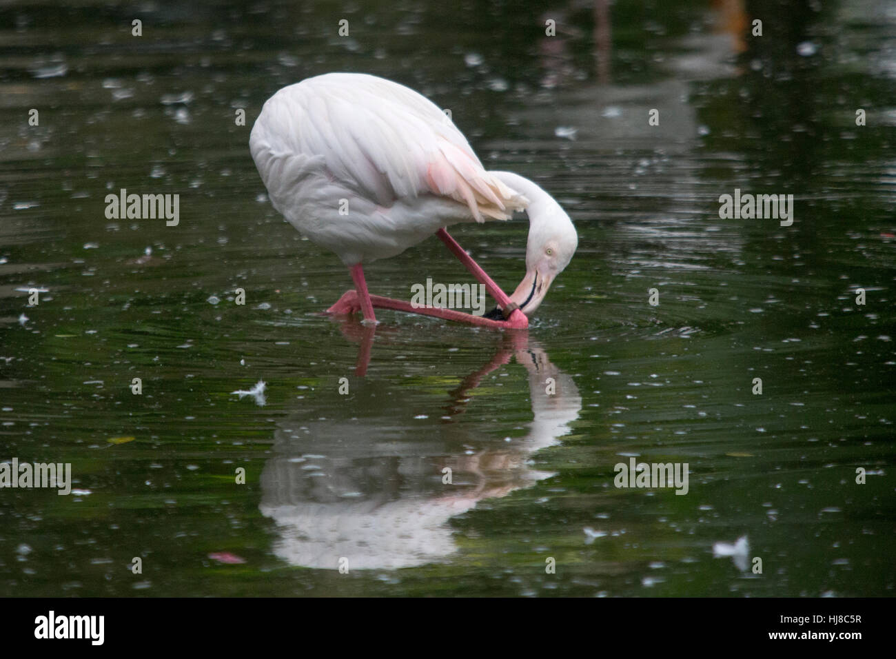 Rosaflamingo - Phoenicopterus Roseus - Pflege seine Federn in einem Teich Stockfoto