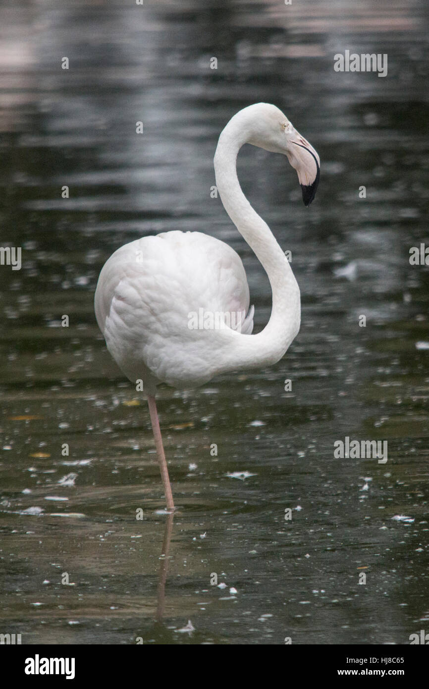 Rosaflamingo - Phoenicopterus Roseus - stehen auf einem Bein in einem Teich Stockfoto
