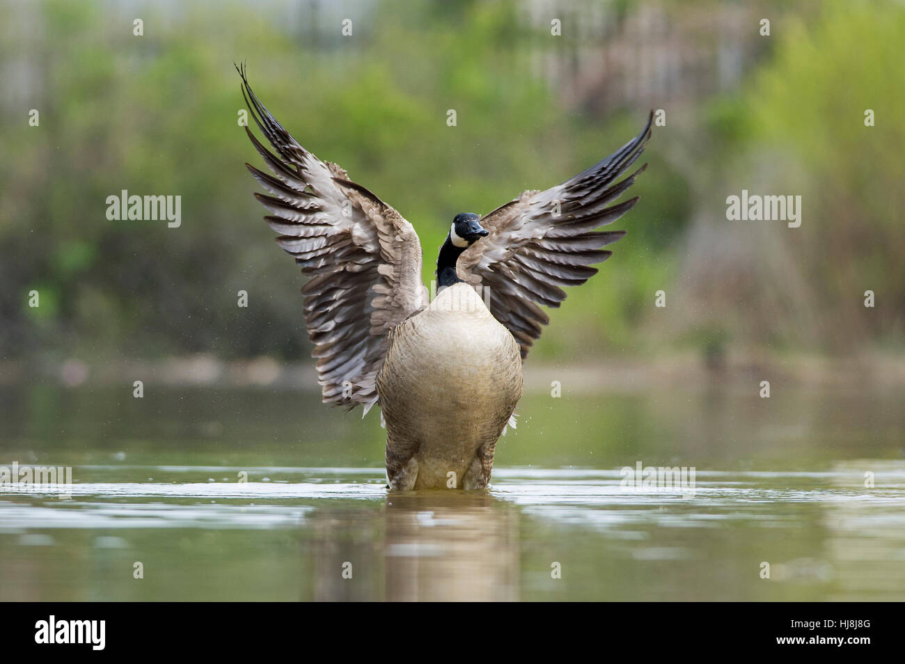 Kanada-Gans schlägt mit den Flügeln sitzend auf einem Teich in sanftem trüben Licht. Stockfoto