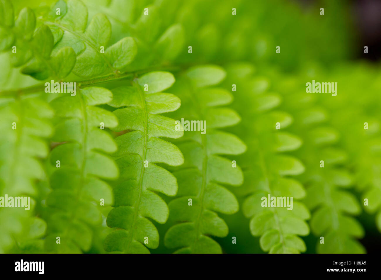 Eine Nahaufnahme von einer hellen grünen Farn zeigt das Muster der Blätter. Stockfoto