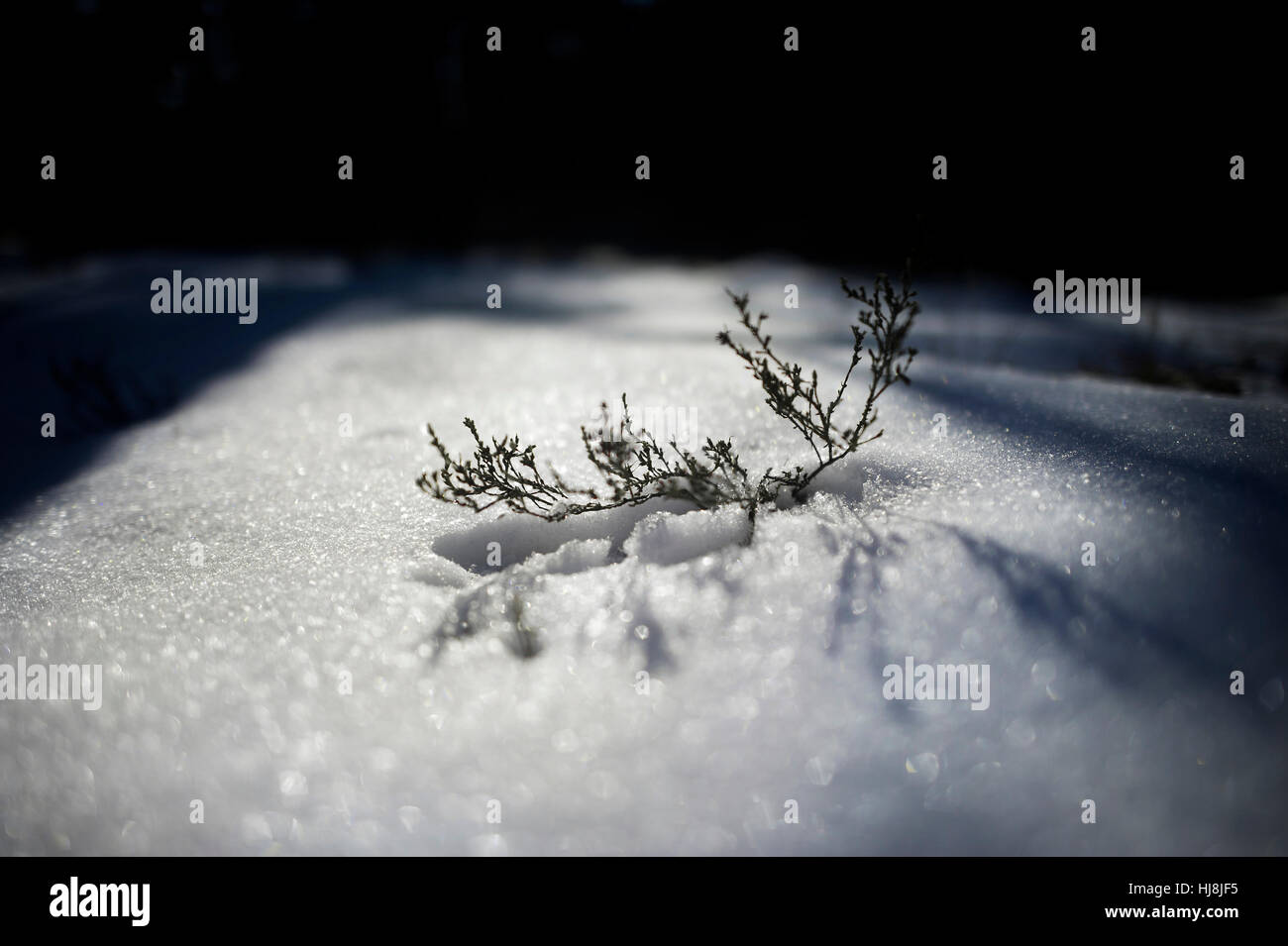 Eine kleine Pflanze zeichnet sich durch eine frisch gefallenem Schnee in der frühen Morgensonne. Stockfoto