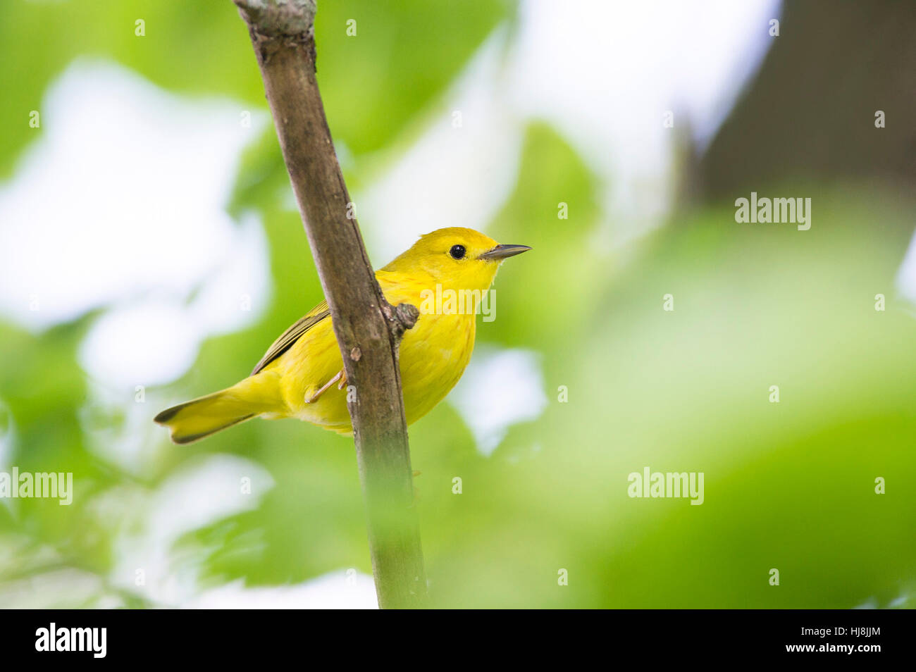 Einen kleinen gelben Warbler sitzt auf einem Ast, umgeben von grünen Blättern Stockfoto