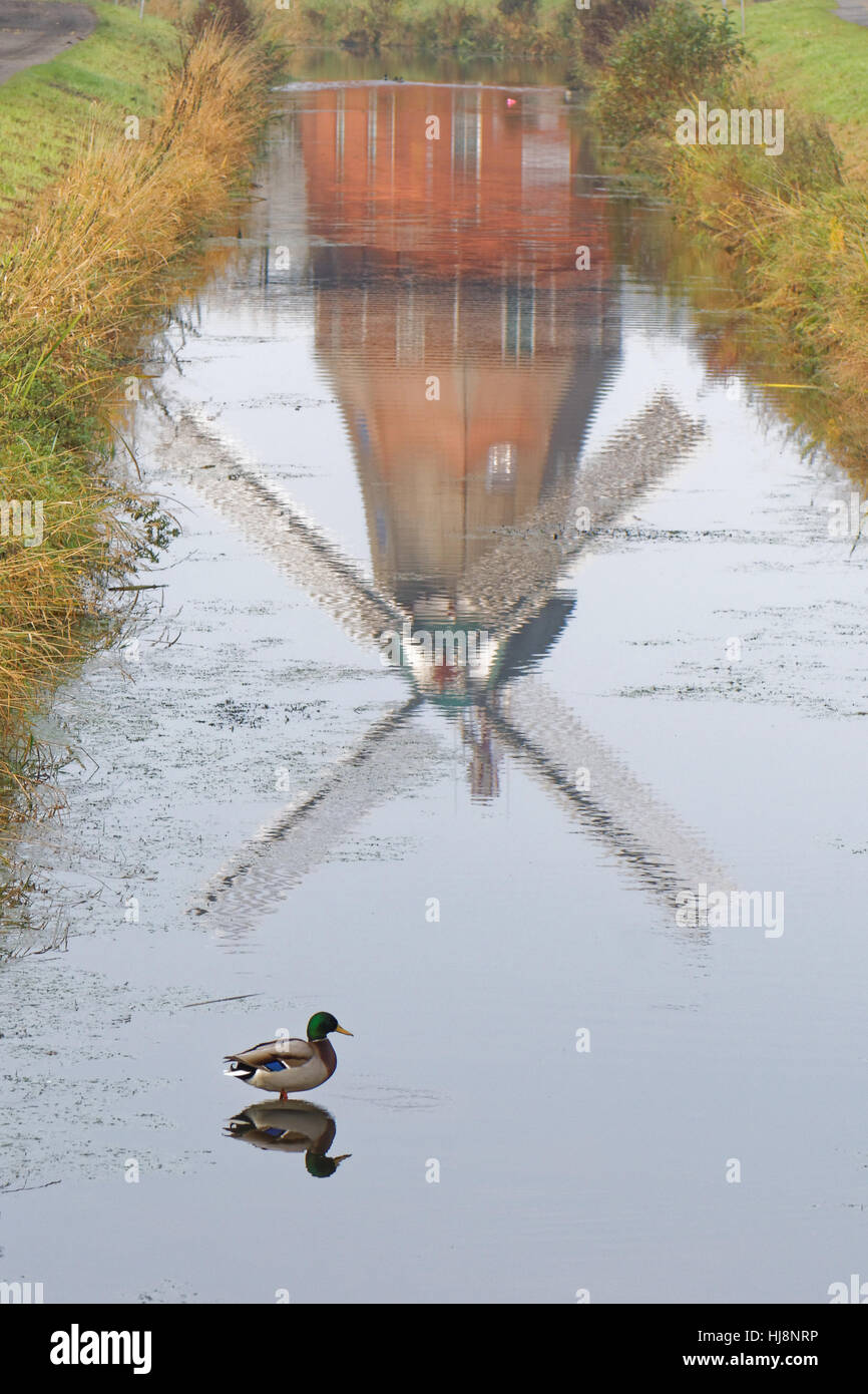 Reflexion einer Windmühle in einem Kanal mit einer Ente, Waringsfehn, Niedersachsen, Deutschland Stockfoto