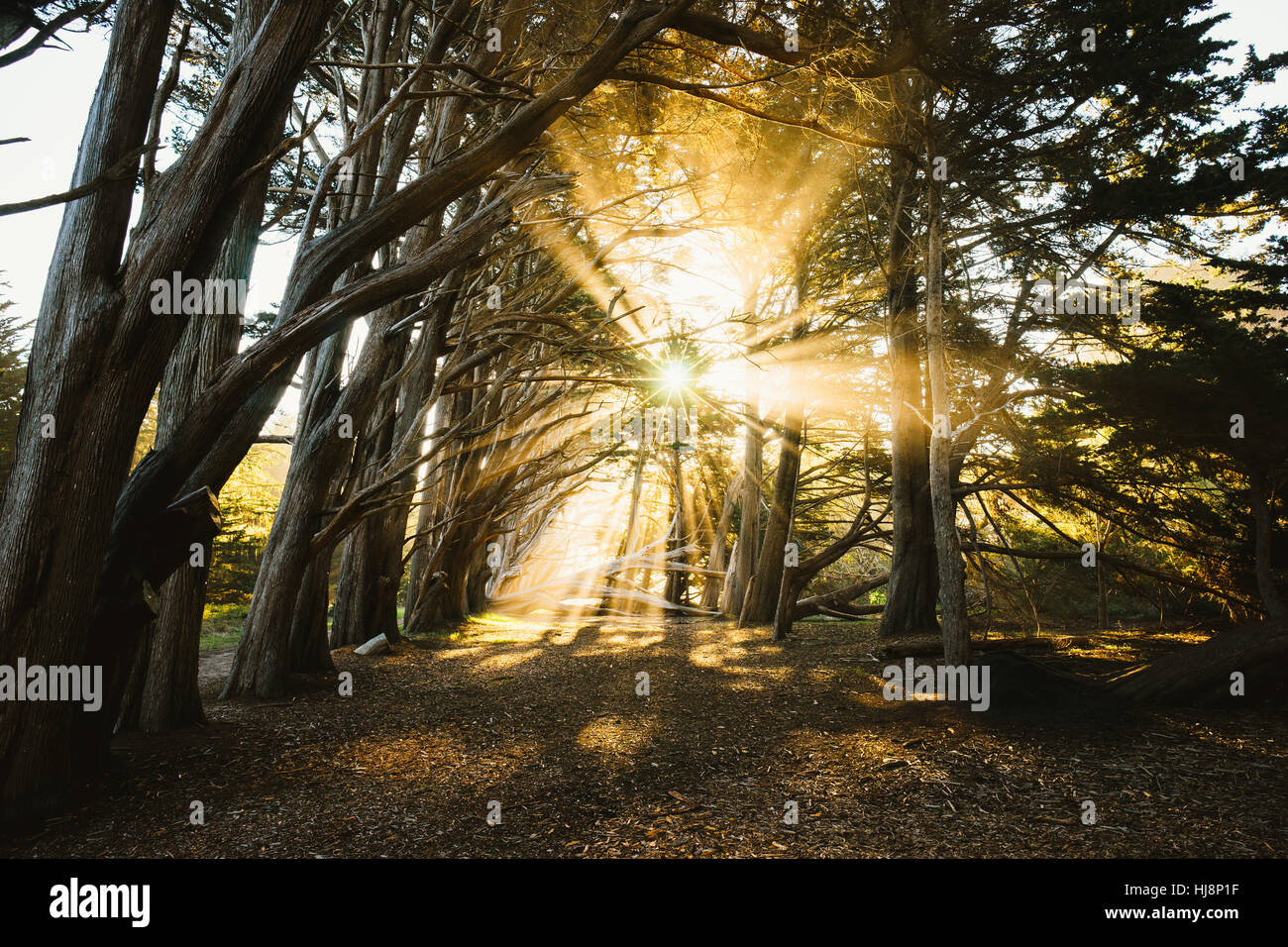Sonnenlicht strahlt durch einen Cypress Tree Grove, Fitzgerald Marine Reserve, Kalifornien, USA Stockfoto