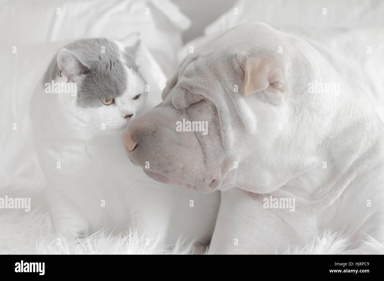 Küssende Shar-pei Hund Katze Stockfoto