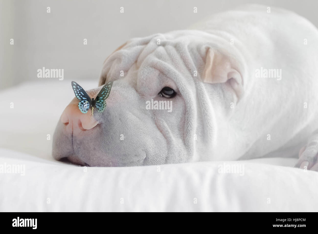 Shar pei Hund mit Schmetterling auf Nase Stockfoto