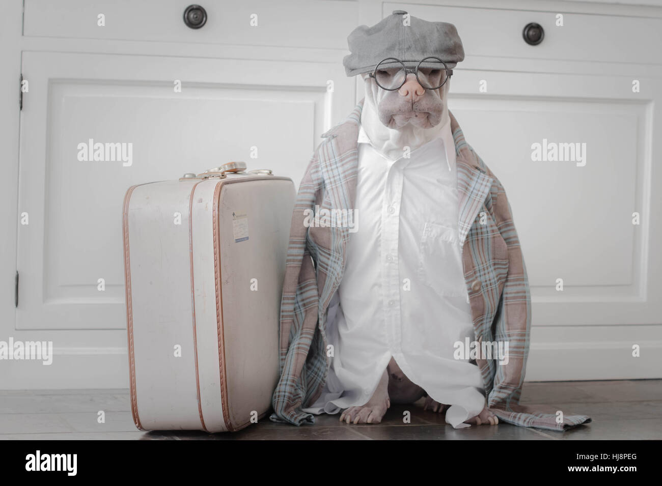 Shar pei Hund verkleidet als Alter Mann mit einem Koffer Stockfoto