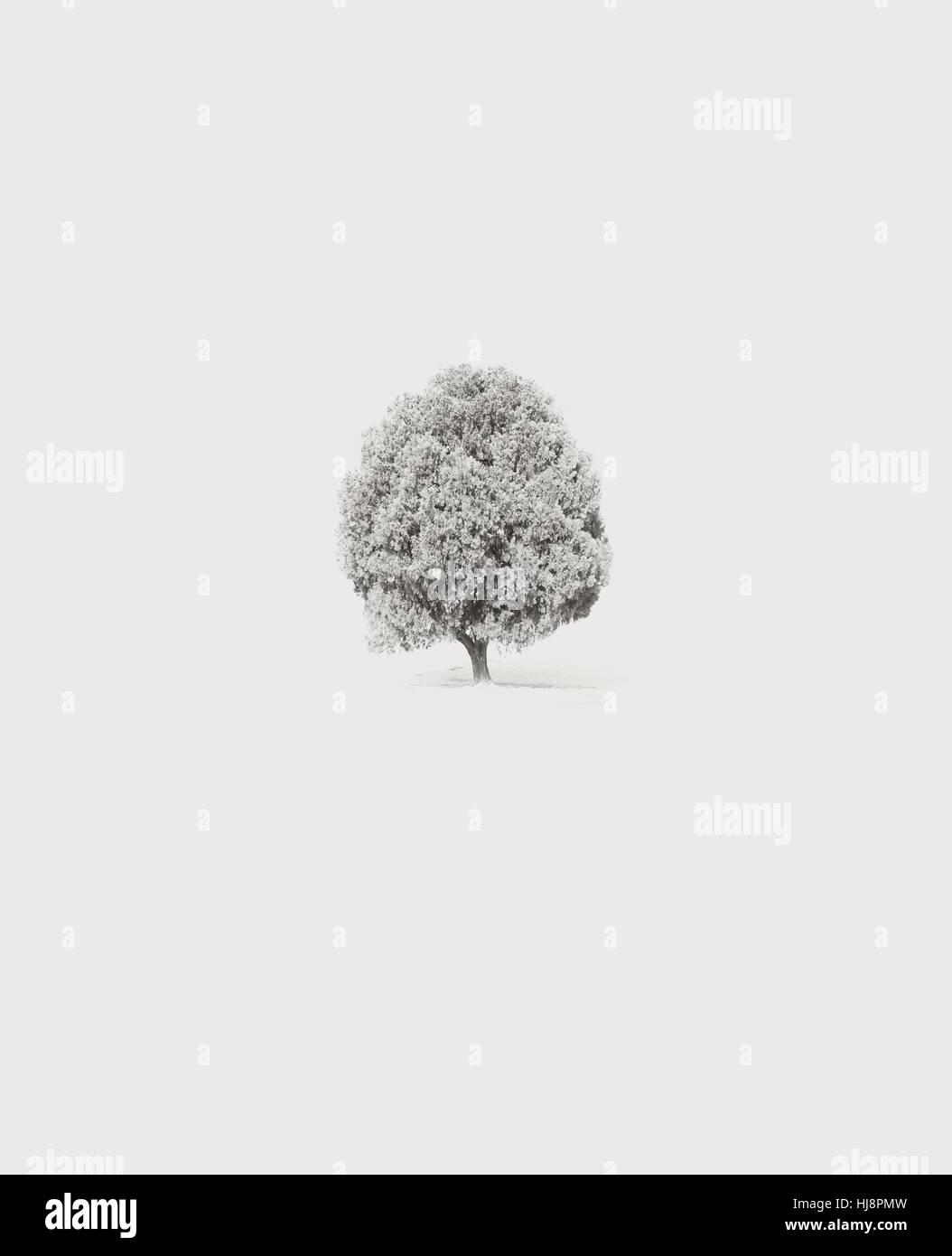 Einsamer Baum im Schnee Stockfoto