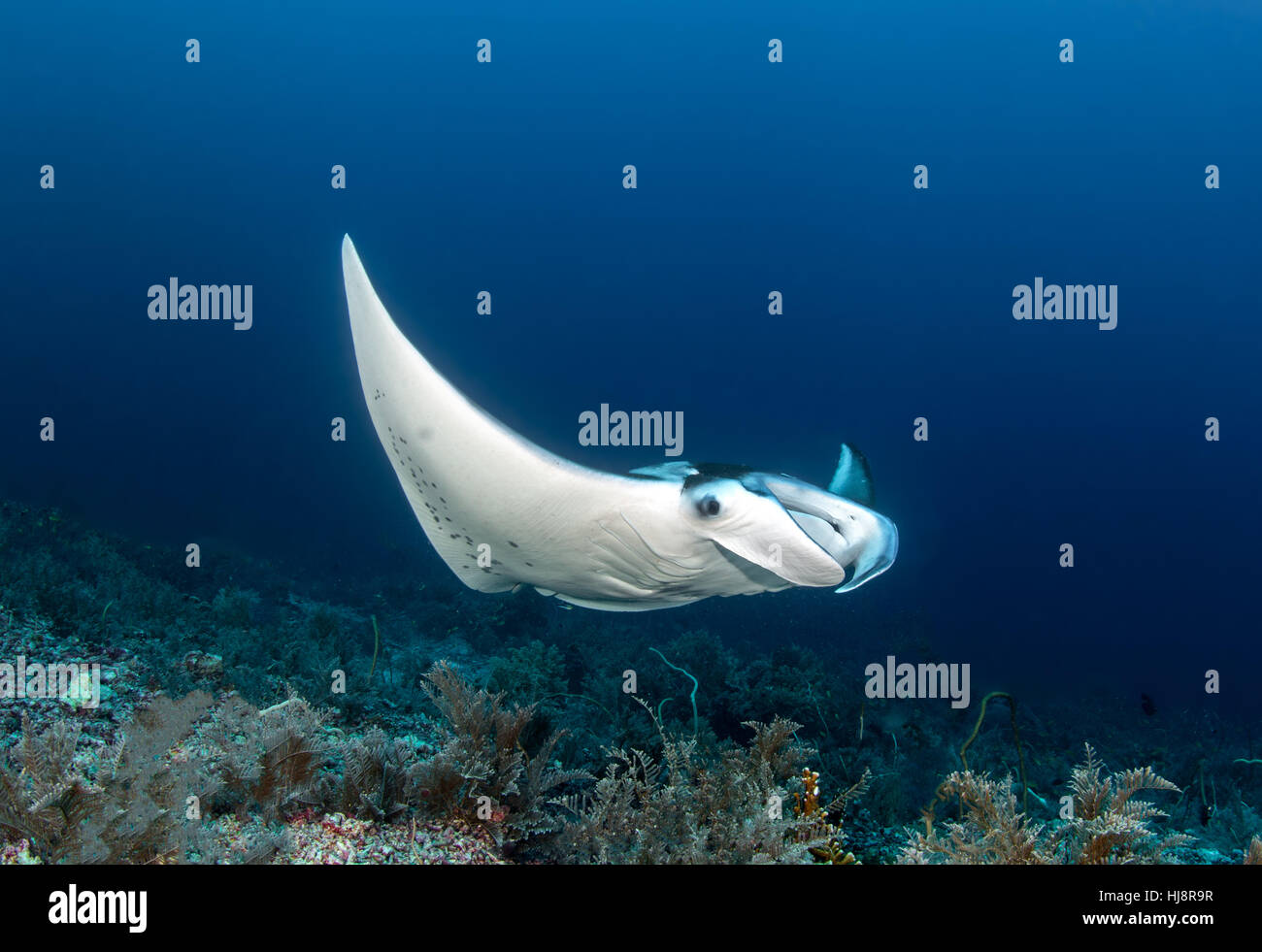 Manta Ray über Coral Reef, Naturpark Tubbataha Reefs, Philippinen Stockfoto