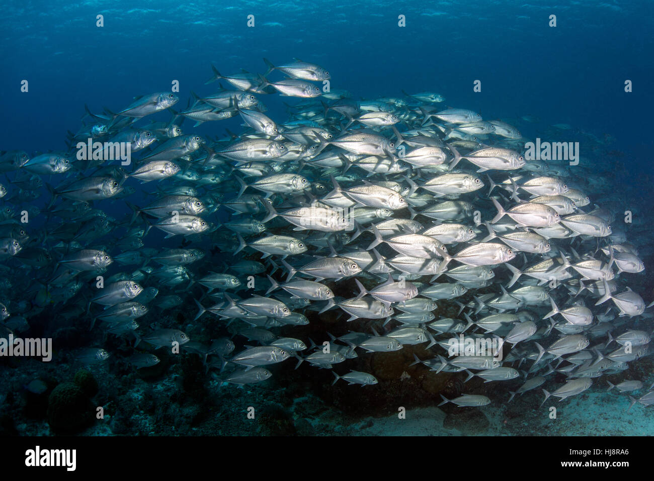 Schule von Jack Fisch, Naturpark Tubbataha Reefs, Philippinen Stockfoto