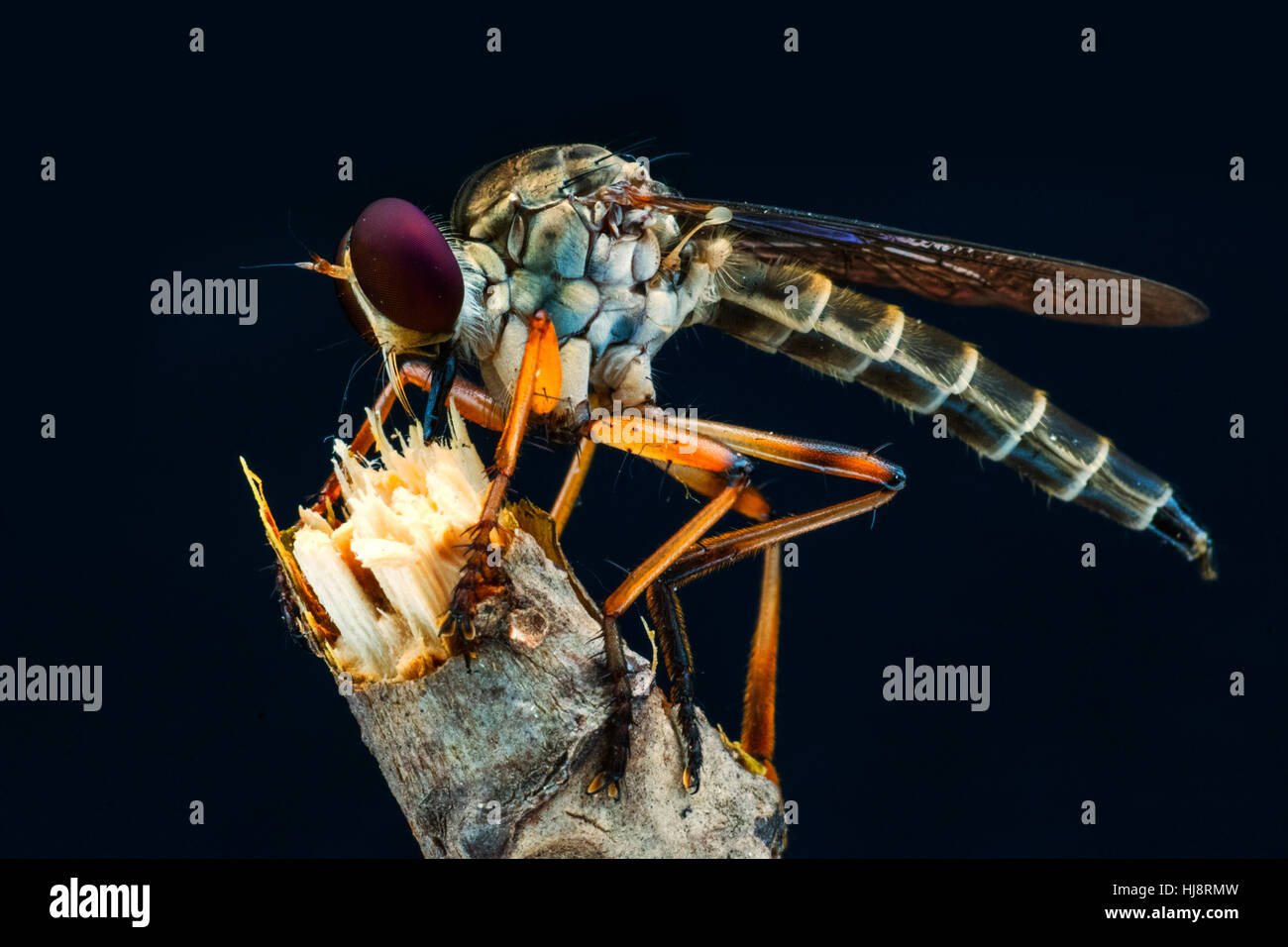 Porträt einer Räuber-Fliege, Gorontalo, Indonesien Stockfoto