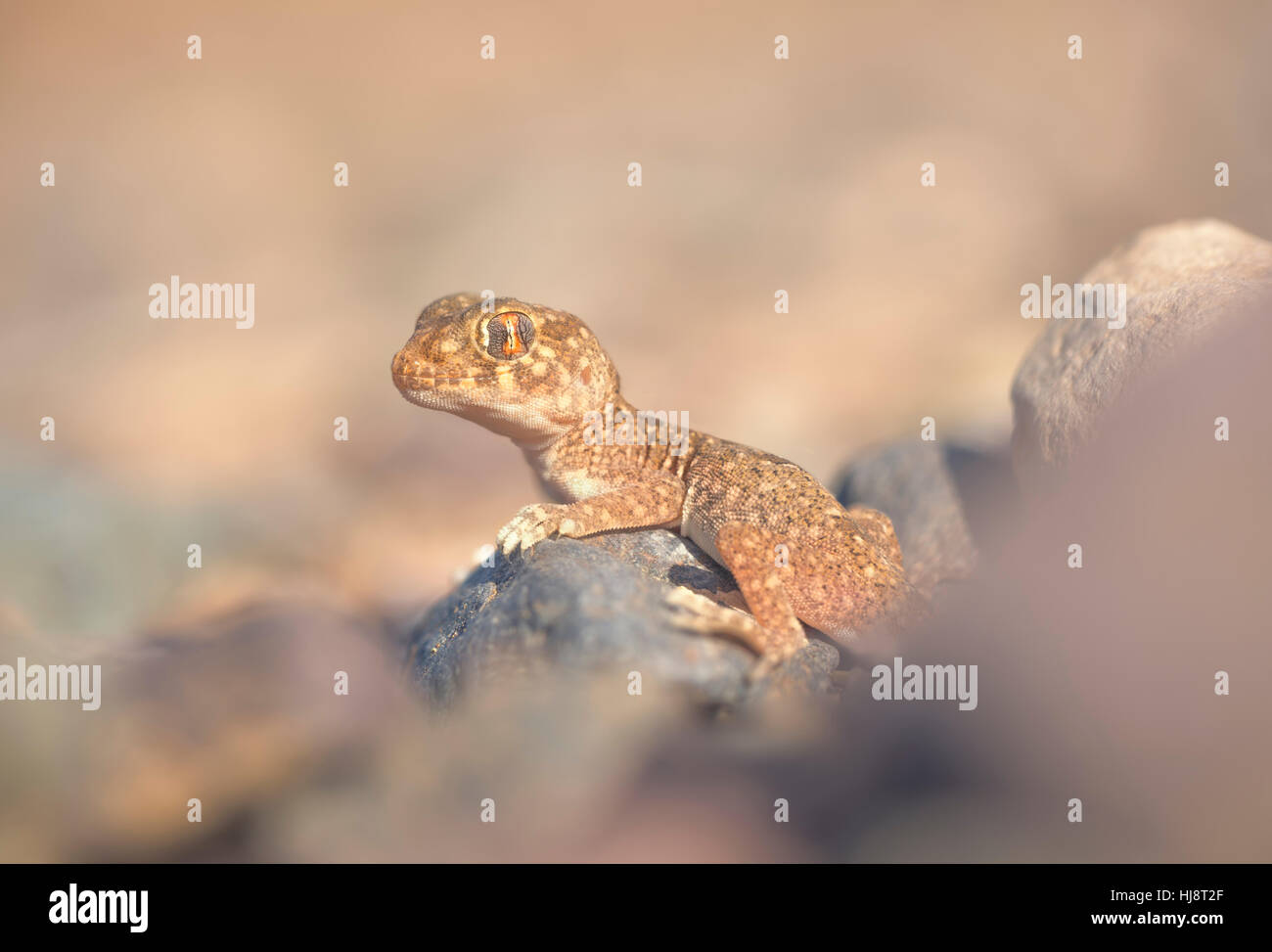 Nördlichen elegante Gecko (Stenodactylus Mauritanicus), Sidi Ifni, Marokko Stockfoto