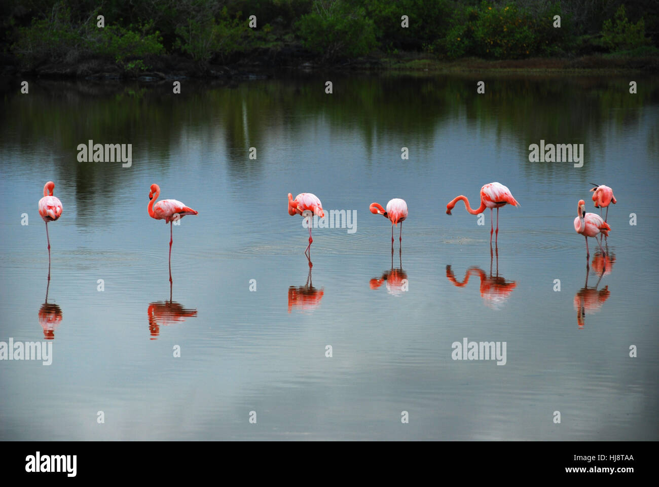 Flamingos im See, Galapagos-Inseln, Ecuador Stockfoto