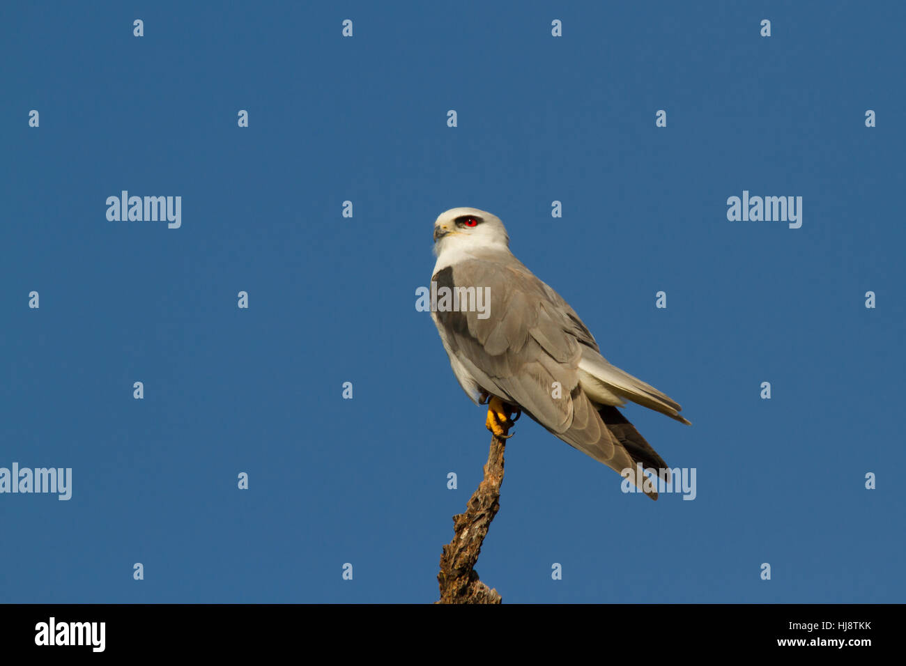 Gleitaar (Elanus Caeruleus) Stockfoto