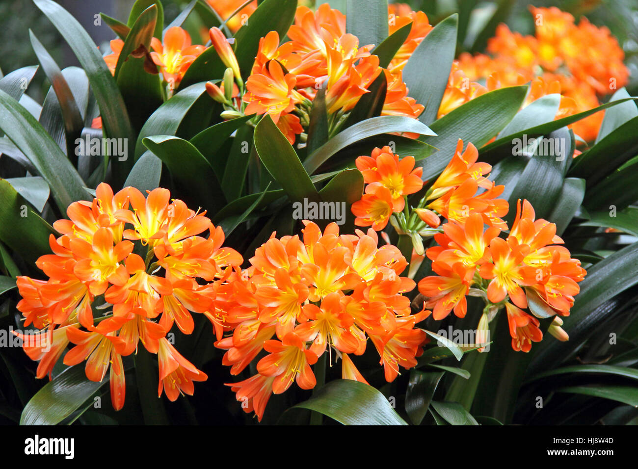 Orange, Blten, Sdafrika, dekorative Pflanze, bluten, Orange, Blten  Stockfotografie - Alamy