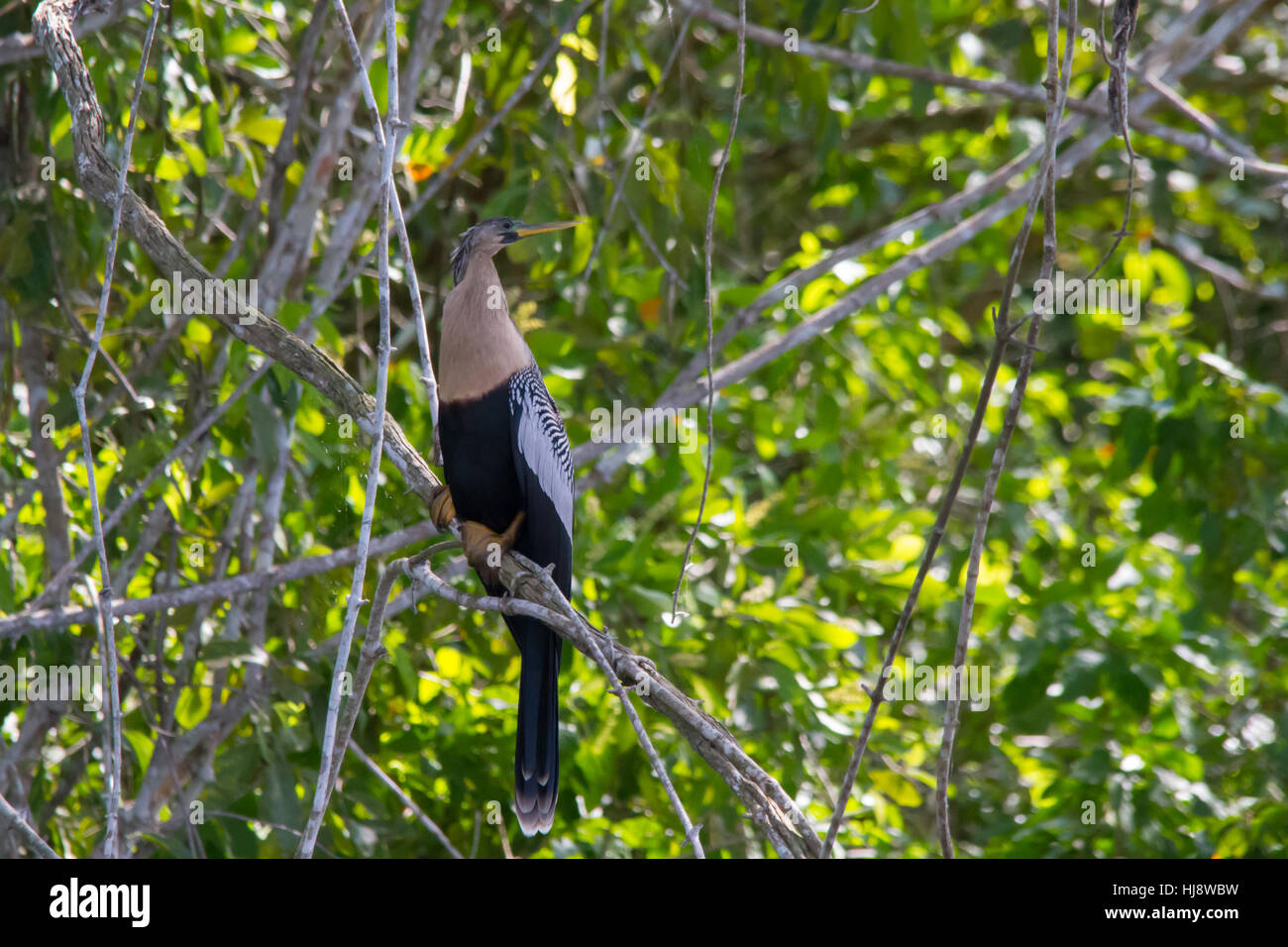 Anhinga (Anhinga Anhinga), manchmal genannt Snakebird, Darter, amerikanische Darter oder Wasser Türkei Stockfoto