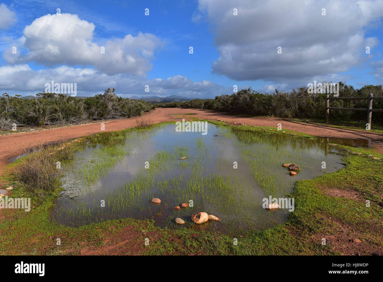 Vernal Pool im Del Mar Mesa Freifläche in San Diego, Kalifornien Stockfoto
