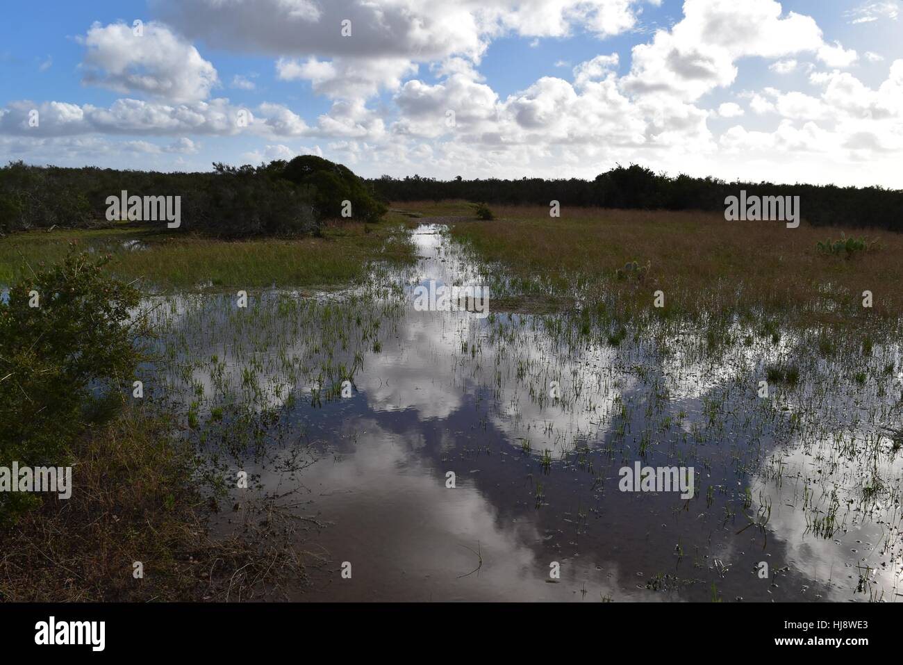 Vernal Pools im Del Mar Mesa Open Space zu bewahren, San Diego, Kalifornien Stockfoto
