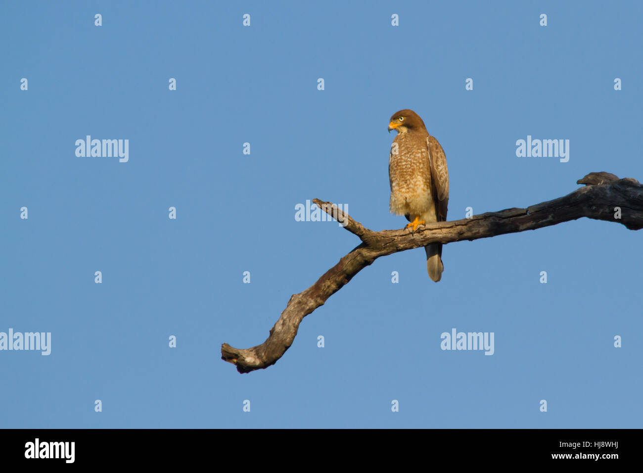 Weißäugiger Bussard (Butastur teesa), der auf einem toten Baum thront. Stockfoto