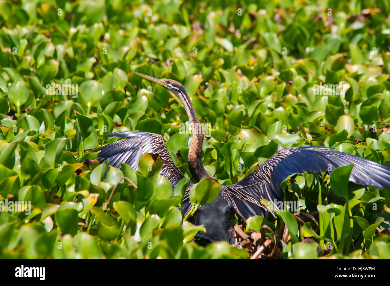 Afrikanische Darter (Anhinga Rufa), manchmal genannt das Snakebird Stockfoto