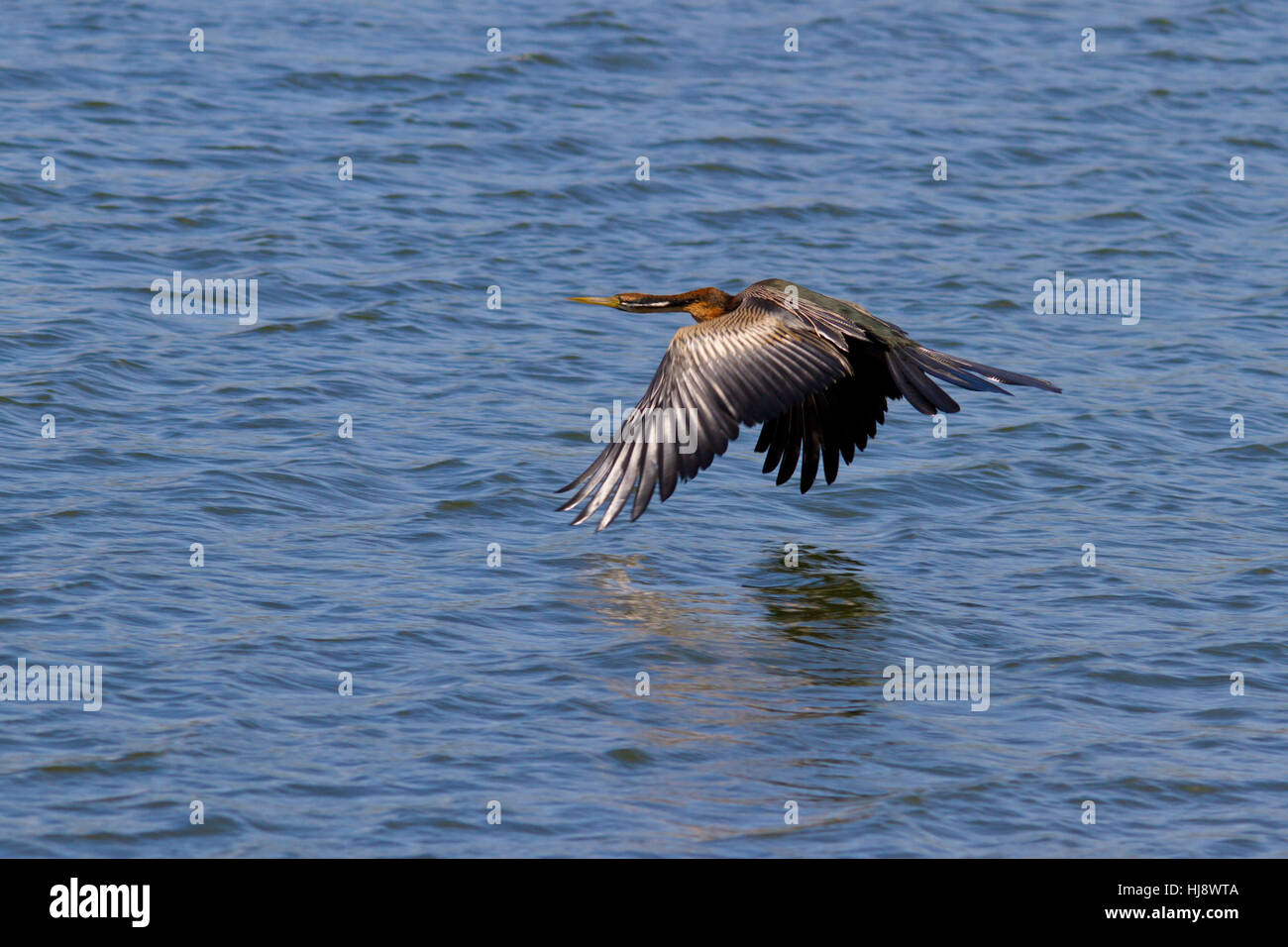 Afrikanische Darter (Anhinga Rufa), manchmal genannt das Snakebird Stockfoto