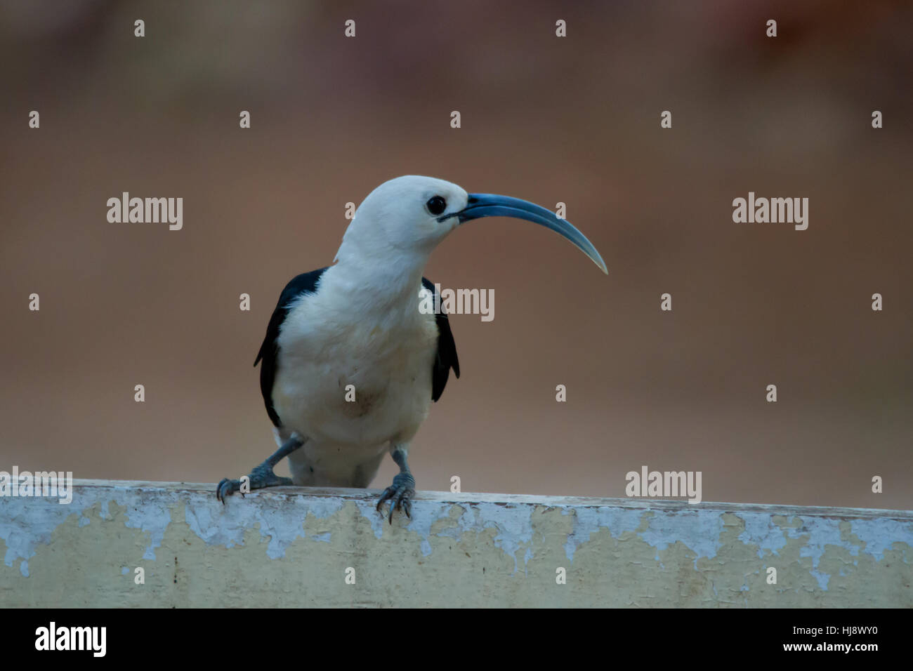 Falculea palliata Fotos und Bildmaterial in hoher Auflösung Alamy