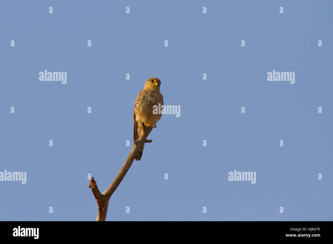 Madagassischen oder Madagaskar Turmfalke (Falco Newtoni) auf einem toten Zweig thront. Stockfoto