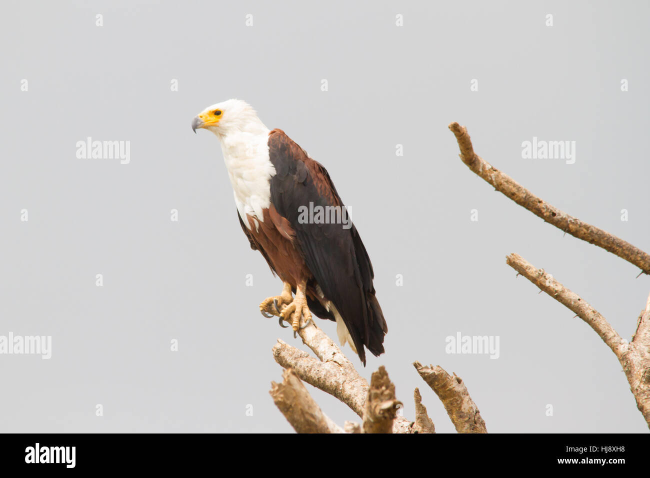 African Fish Eagle (Haliaeetus Vocifer) oder afrikanische Seeadler Stockfoto