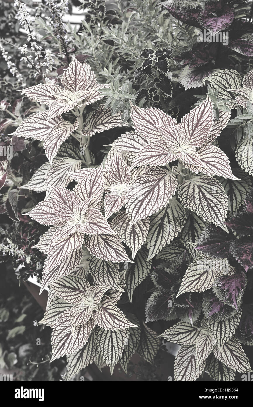 dekorative Brennnessel im Garten, geringe Schärfentiefe Hinweis Stockfoto