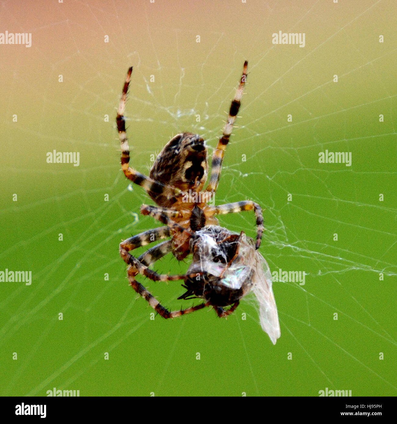 Spinne mit Fliege Stockfoto