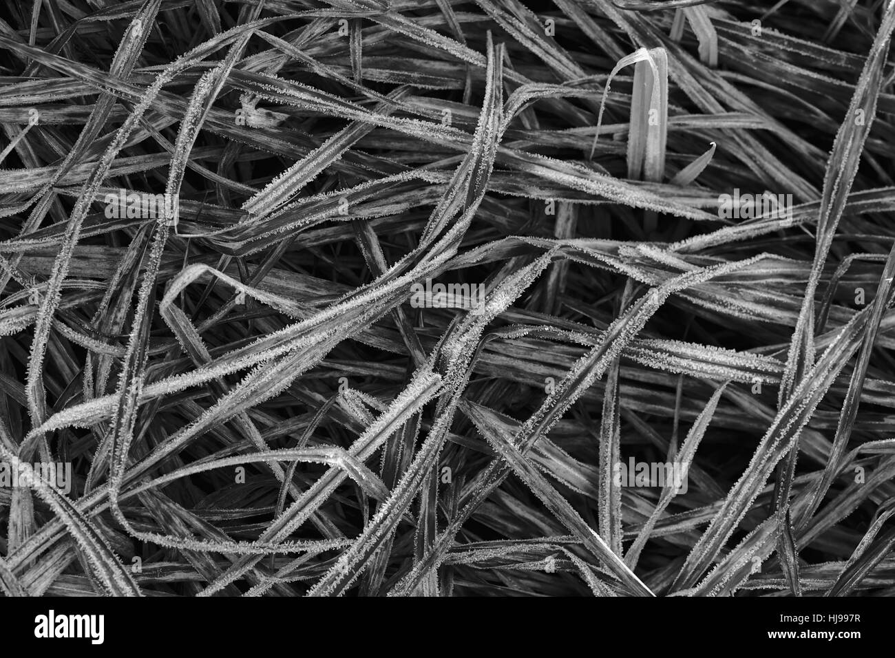 Sumpfpflanzen Sie, beachten Sie die geringe Schärfentiefe Stockfoto