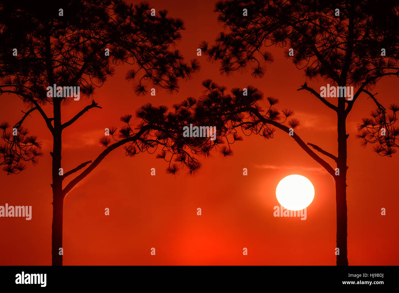 Silhouette der Kiefer in der großen Sonne. Stockfoto