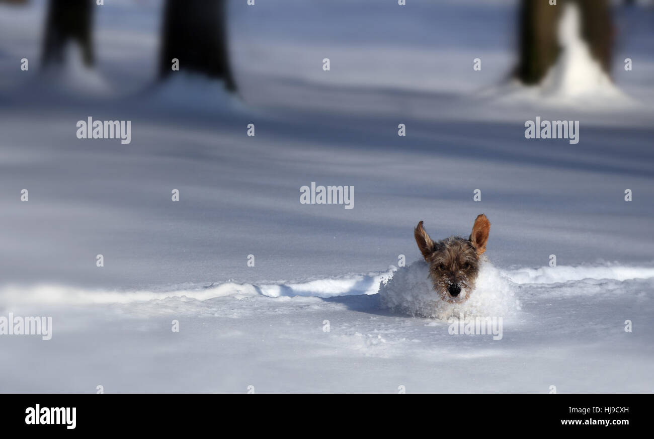 Bewegung, Verschiebung, Bewegung, Bewegung, Flug, Winter, Kälte, Zunge, Augen, Stockfoto