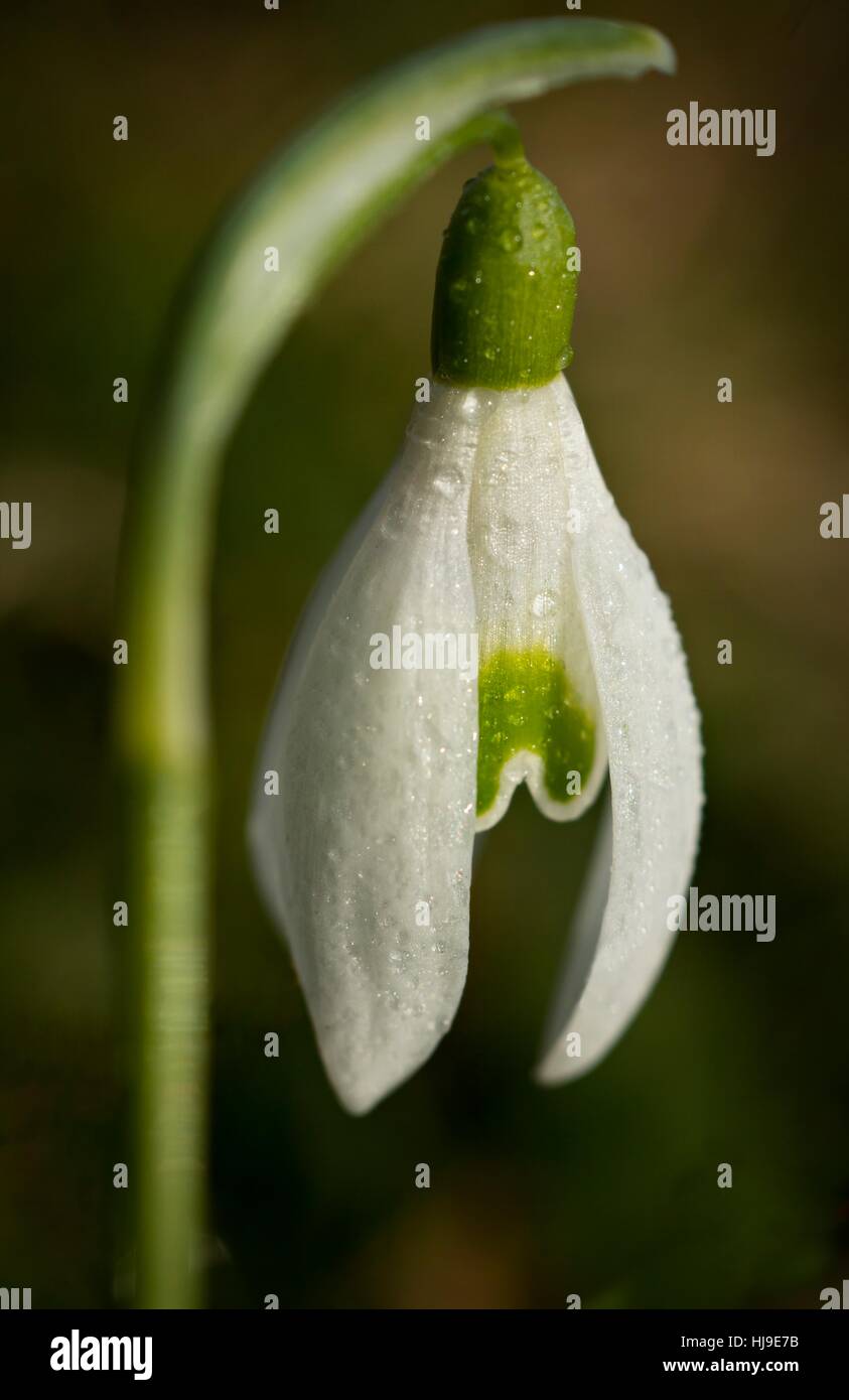 Winter, Frühling, Vorgarten, Blume, Pflanze, Schneeglöckchen, Zwiebelgewächs, blass, Stockfoto