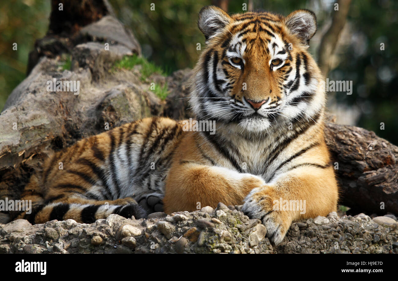 Sibirische tiger Stockfoto