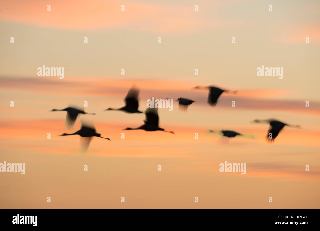 Herde der Überwinterung Kraniche fliegen über Paynes Prairie Florida in der Abenddämmerung Stockfoto