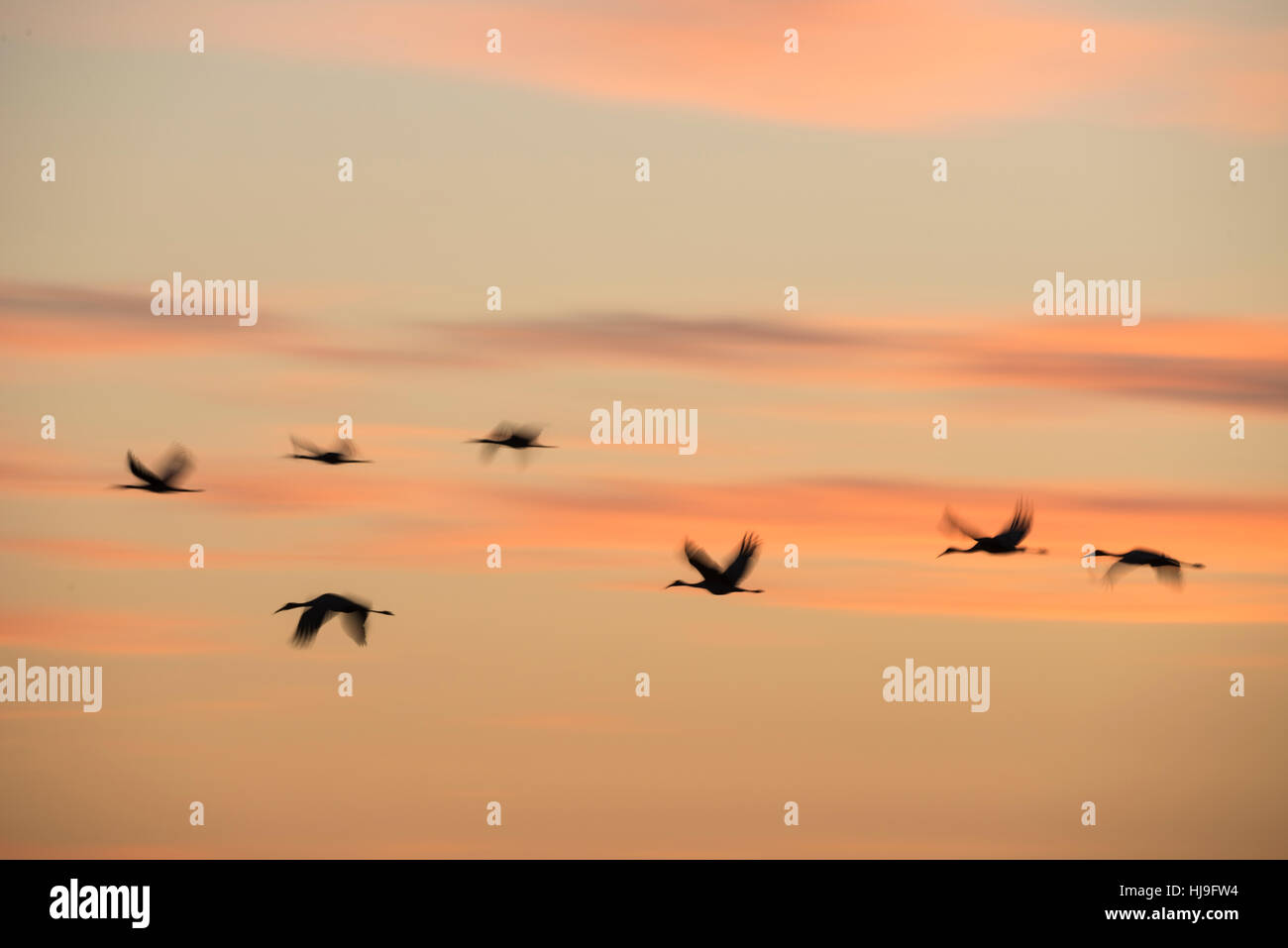 Herde der Überwinterung Ssandhill Cranes fliegen über Paynes Prairie Florida in der Abenddämmerung Stockfoto