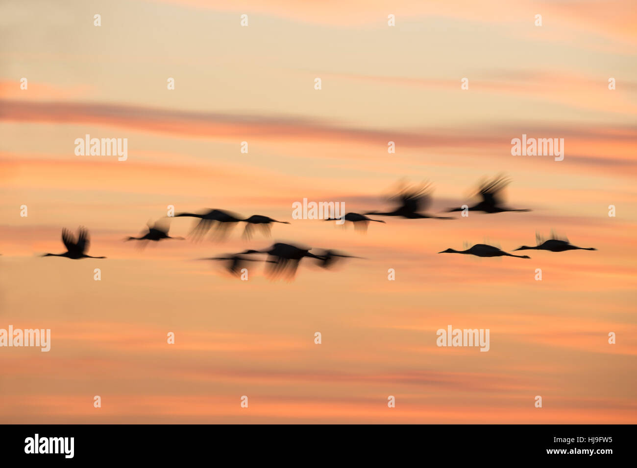 Herde der Überwinterung Kraniche fliegen über Paynes Prairie Florida in der Abenddämmerung Stockfoto