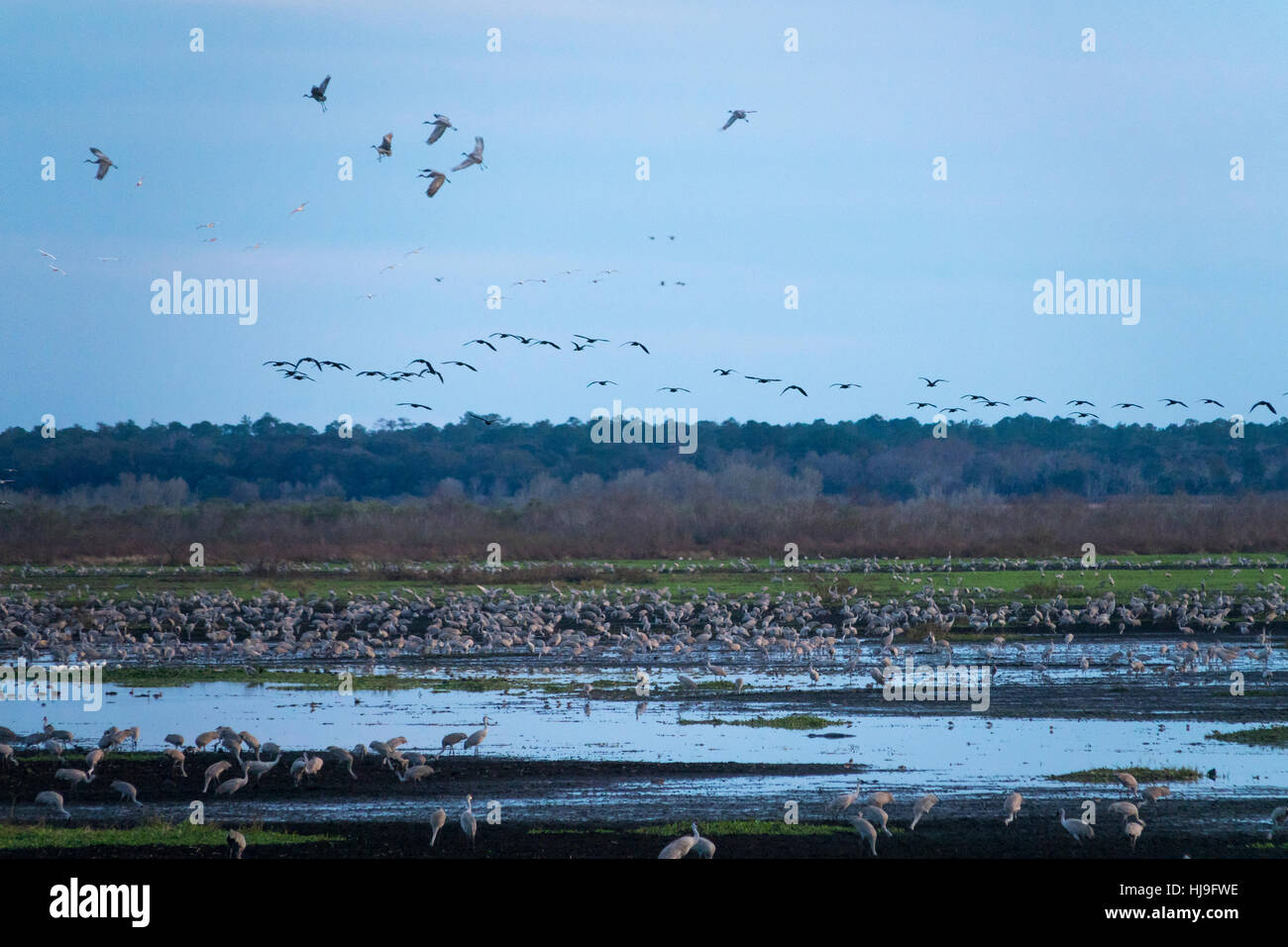 Überwinternde Kraniche sammeln sich am L Chua sinken, Paynes Prairie State Park, Florida Schlafplatz Stockfoto