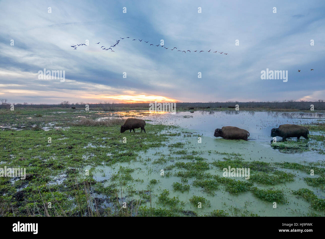 Herde der Überwinterung Kraniche und Bison Herde Paynes Prairie, Florida. Stockfoto