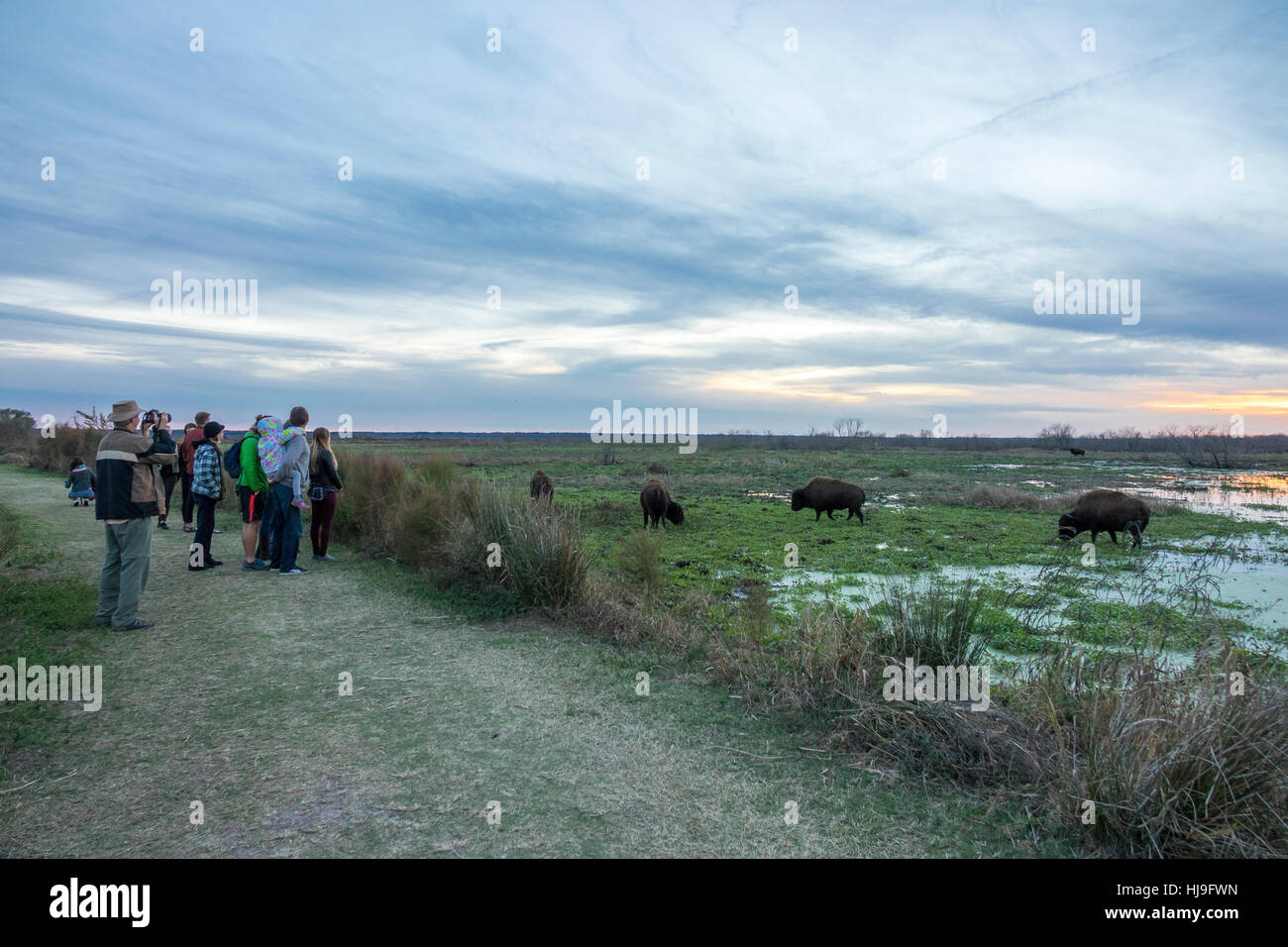 Touristen, die Anzeigen von Bison Herde Paynes Prairie, Florida, USA. Stockfoto