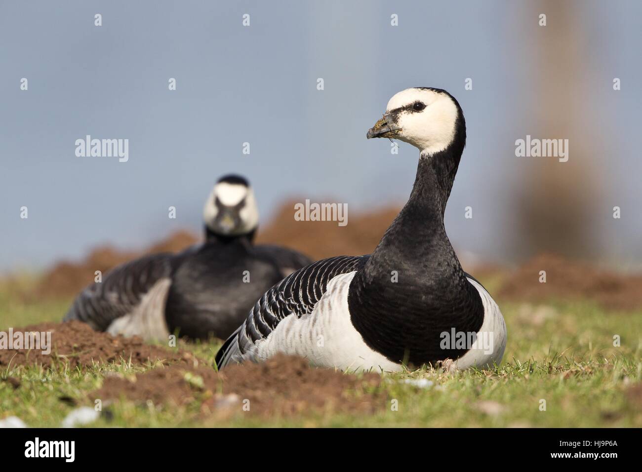 gekrallt, Natur Nonnengans Paar Paarweise, Anatidae, Anseriformes, Anserinae, Stockfoto