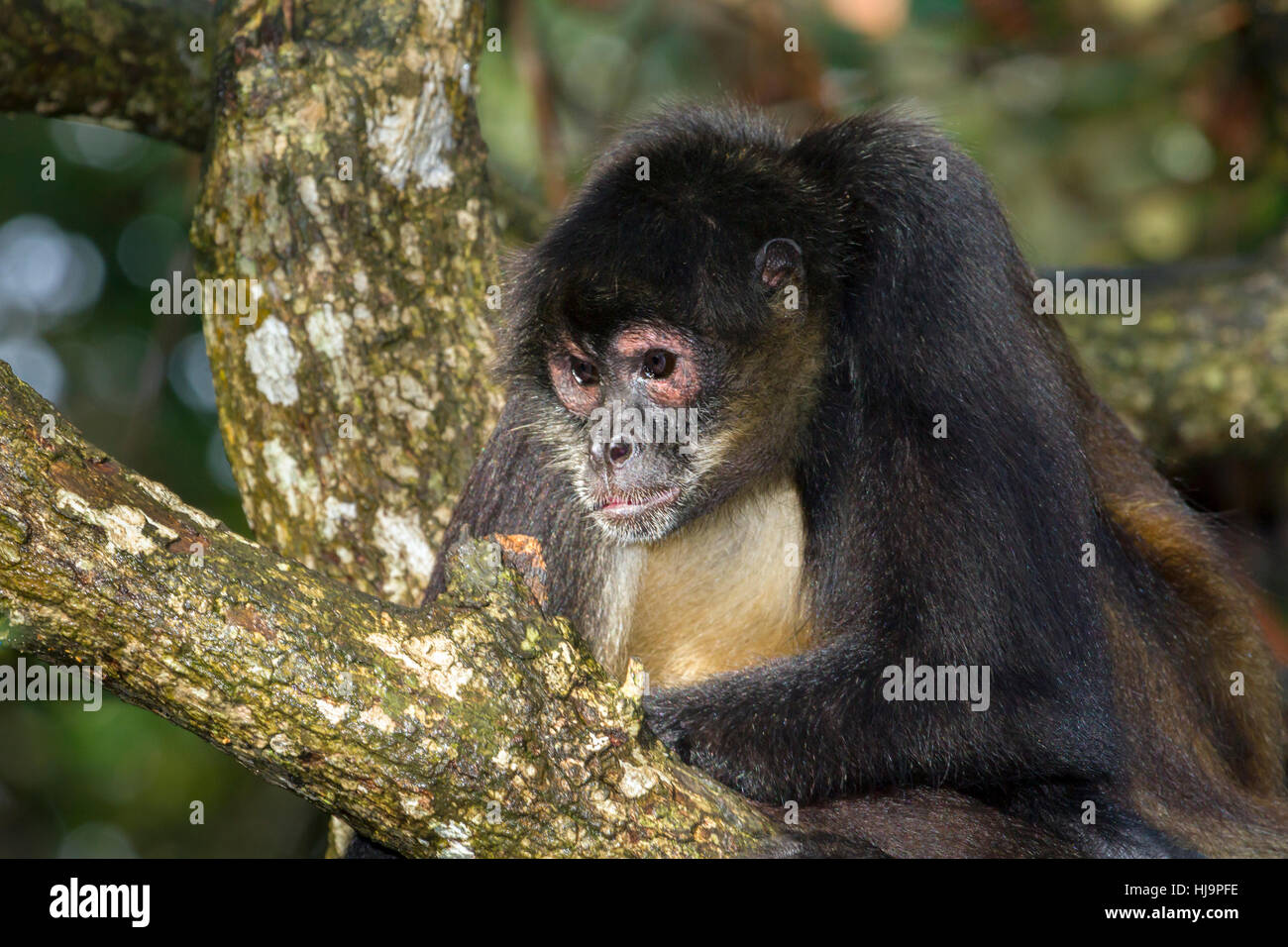 Geoffroy's Spider monkey Portrait, Belize, Central America Stockfoto