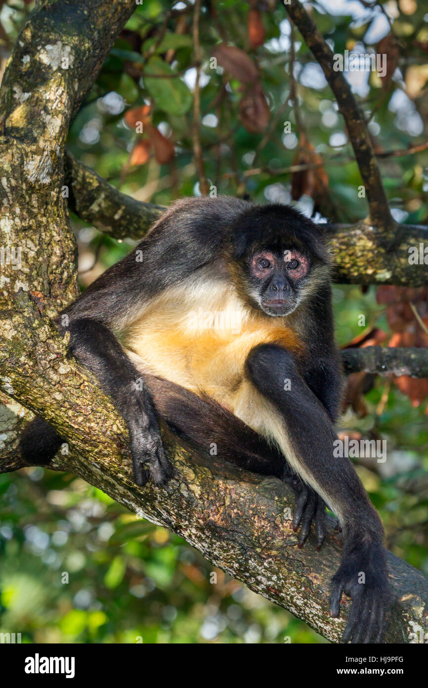 Geoffroy's Spider monkey (Ateles geoffroyi), Belize, Central America Stockfoto