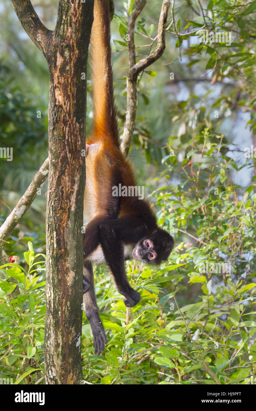 Geoffroy's Spider monkey in den eigenen Schwanz kann auf einem Baum, Belize, Mittelamerika Stockfoto