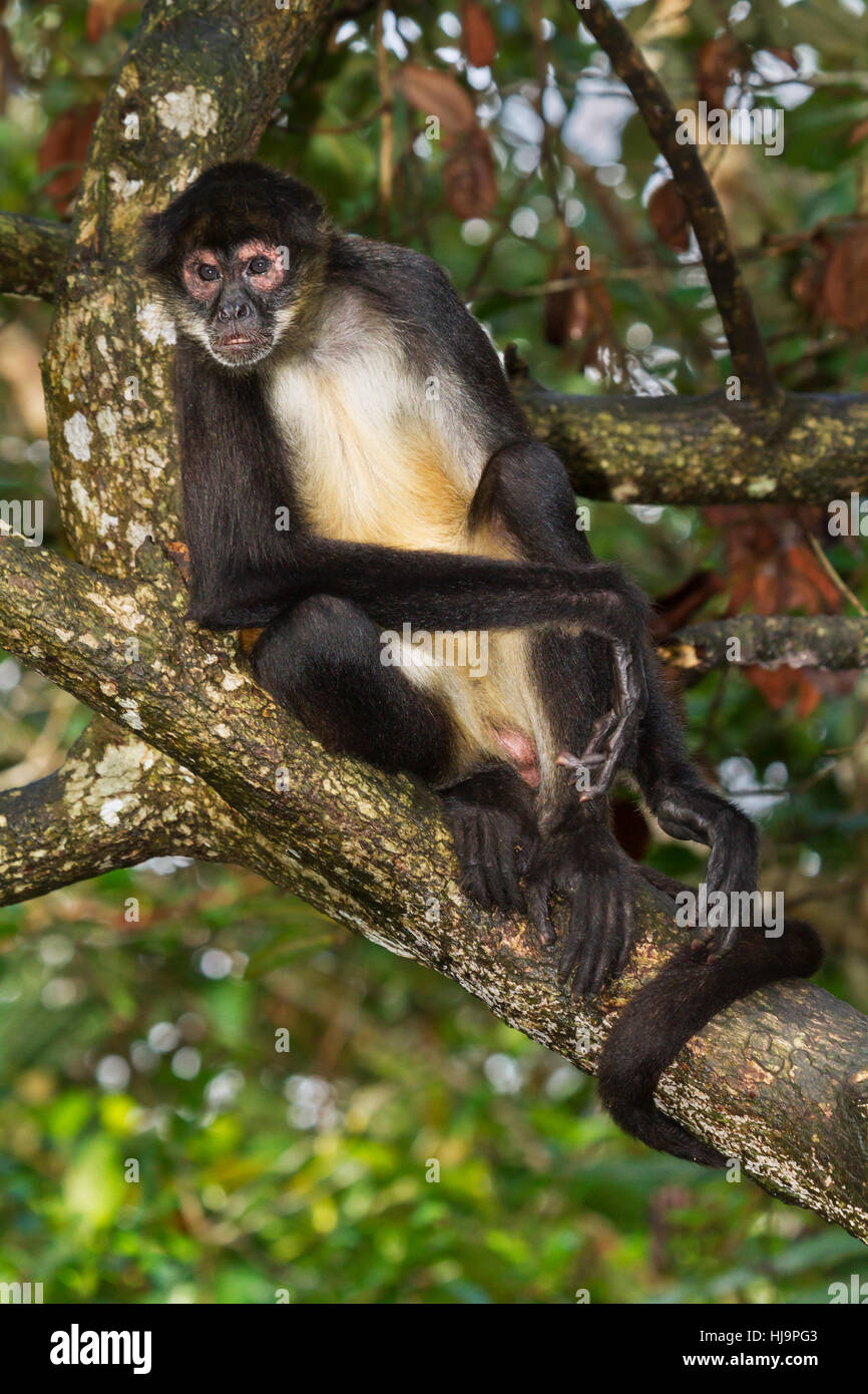 Geoffroy's spider Monkey sittin auf dem Baum, Belize, Central America Stockfoto