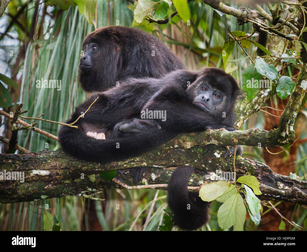 Guatemaltekischen Schwarzen Brüllaffen (Alouatta pigra), Belize Stockfoto